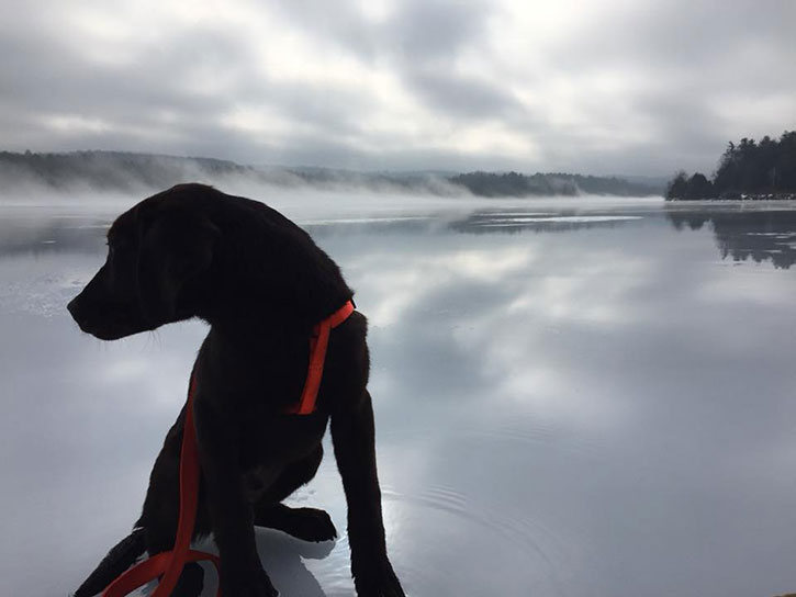 dog on the ice in the adirondacks