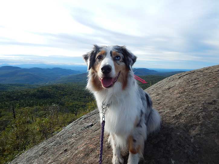 australian shepherd out for a hike