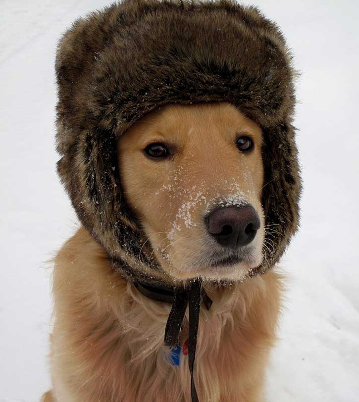 dog with a hat on