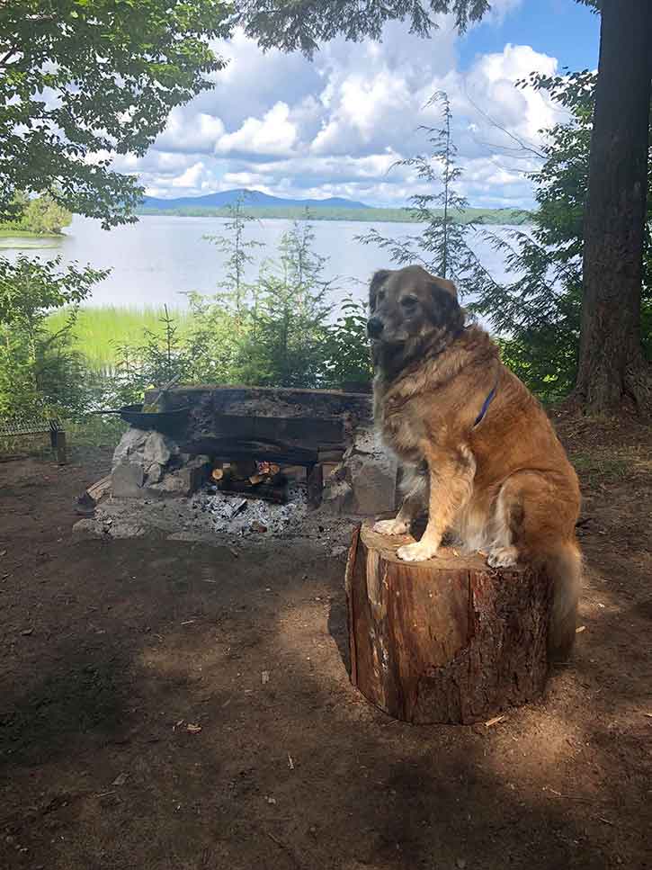 golden retriever at raquette lake