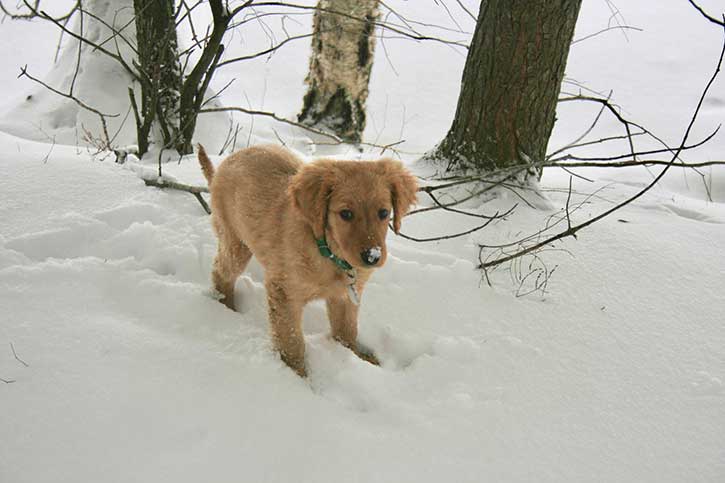 puppy in the snow at blue mountain lake