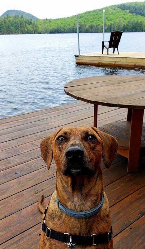 dog on a dock