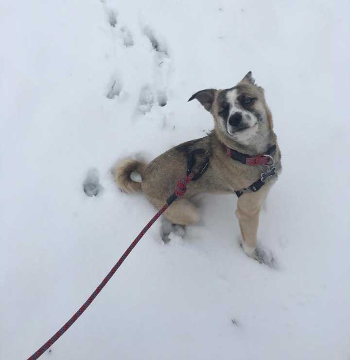 timber a rescue pup in the snow