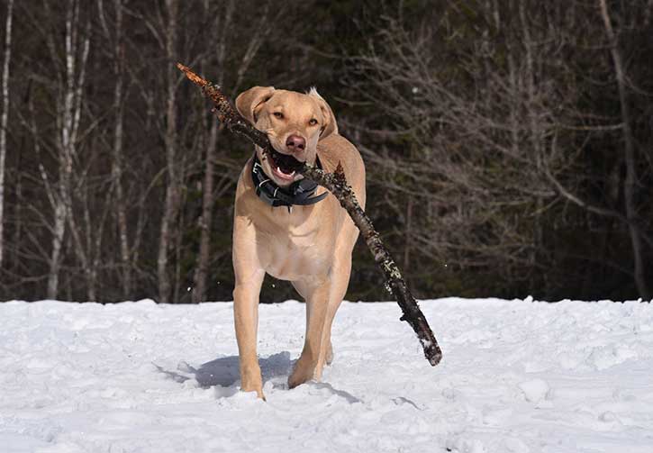 dog with stick on snow