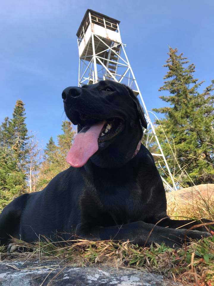 Zoey atop Owls head in Long Lake NY