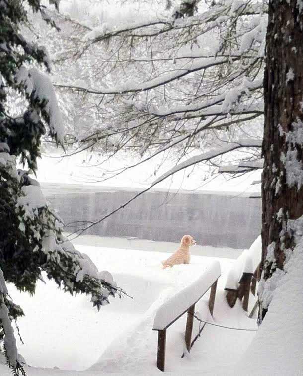 White dog in Adirondack snowscape