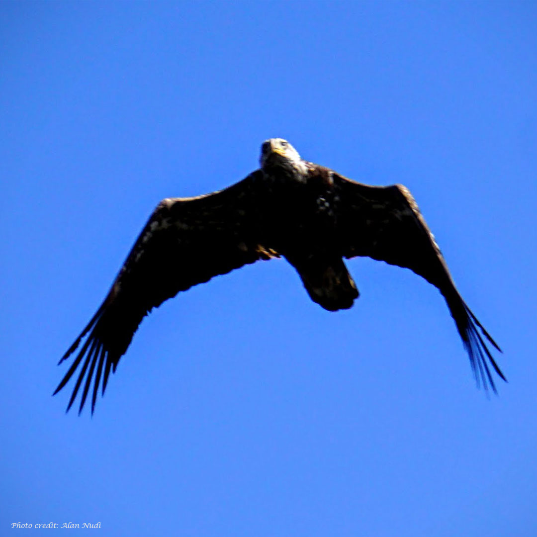 Adirondack Bald Eagles Facts Photos And Where To Find Them,Crispy Tempura Batter Recipe