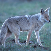 eastern coyote in the adirondacks