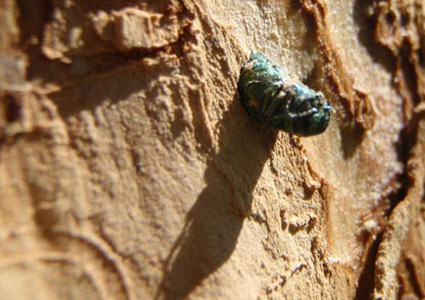 emerald ash borer