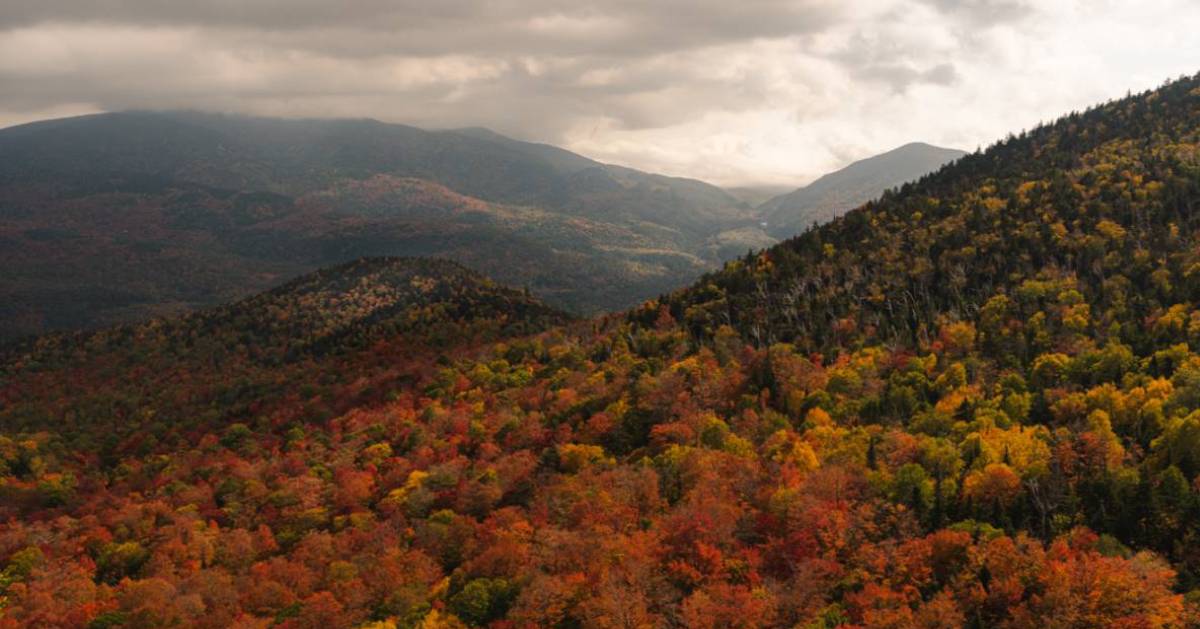 aerial view of fall colors on trees