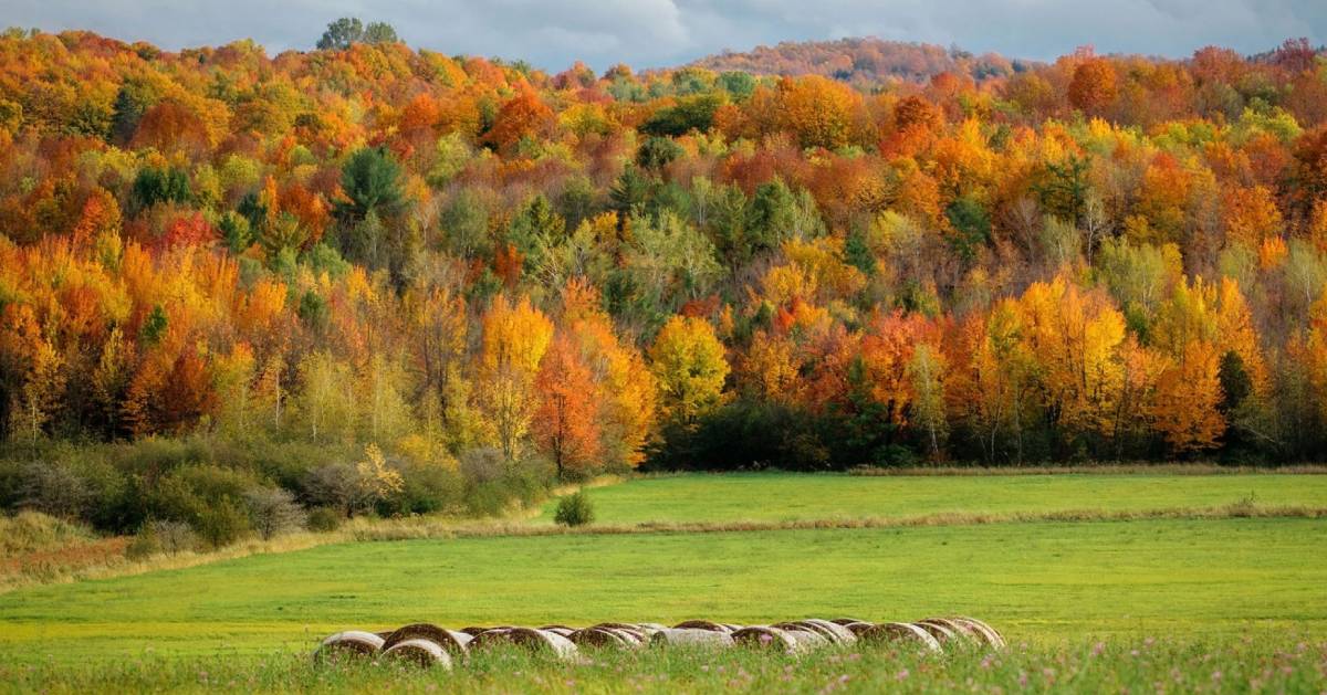 a view of tumbleweeds in a field surrounded by fall foliage