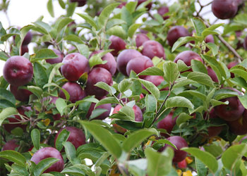 red apples near leaves