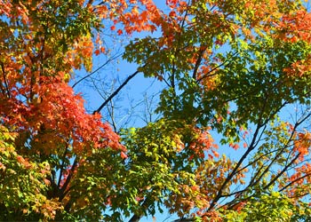 Colorful autumn leaves