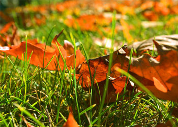 fall leaves on the ground