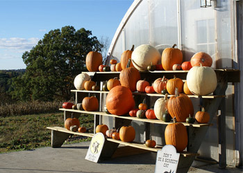 wooden stand with pumpkins on it