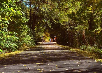 road with leaves on it