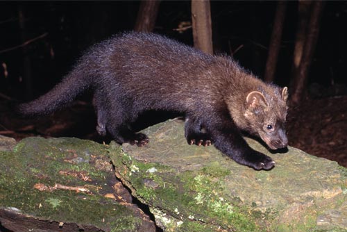 Facts About Fishers In The Adirondacks