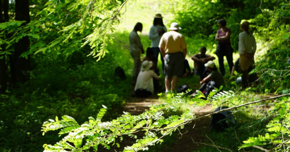 people in the forest