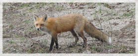 fox