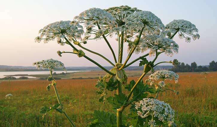 giant hogweed plant