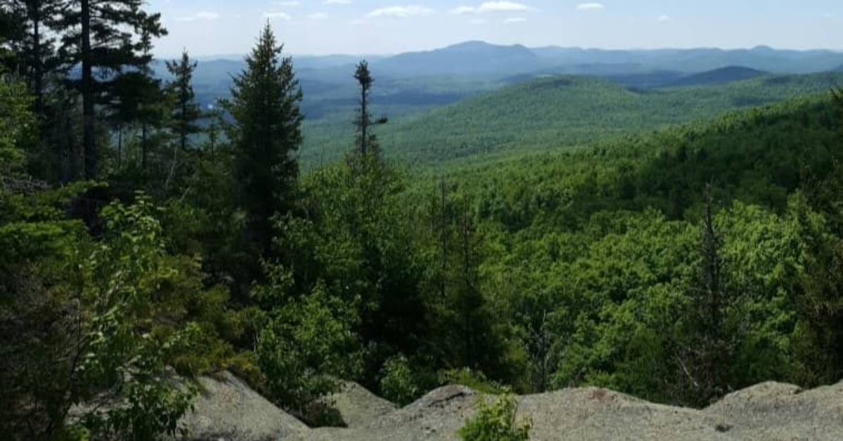 mountain view of forests