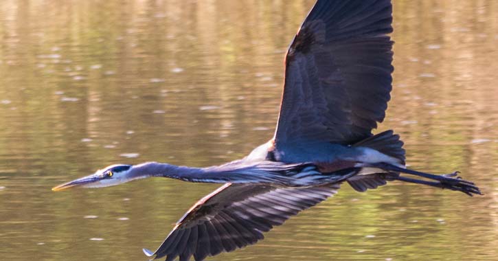 a flying blue heron
