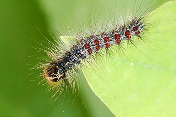 gypsy moth caterpillar