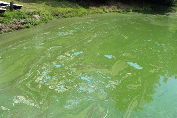 harmful algal bloom