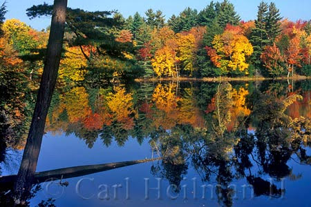 foliage by lake