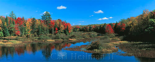 river and foliage