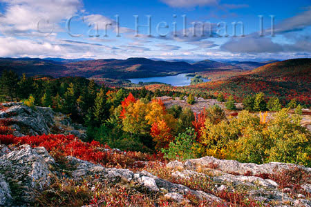 foliage and lake