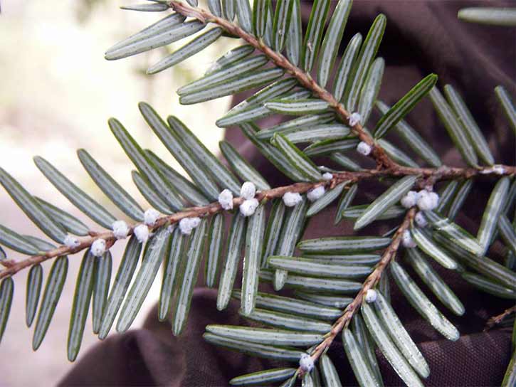 hemlock woolly adelgid