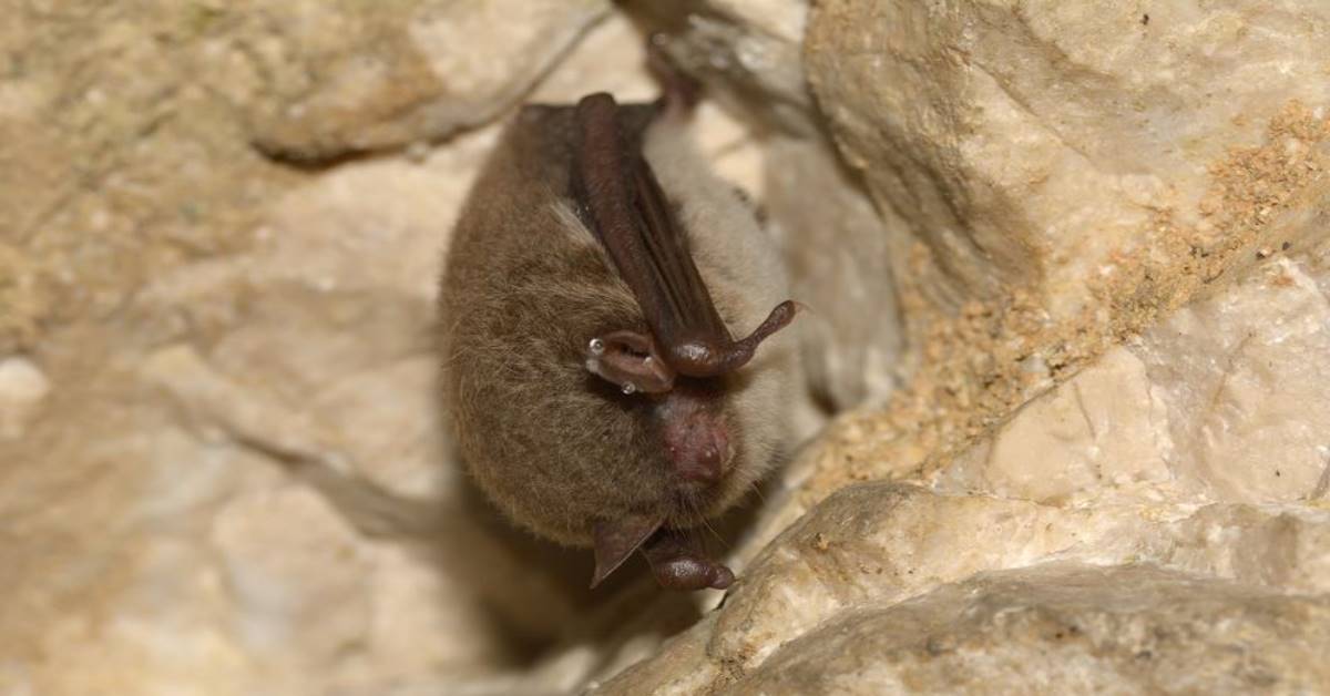 a northern long eared bat