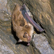 little brown bat in the adirondacks