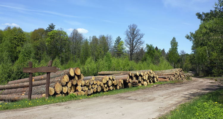 logging