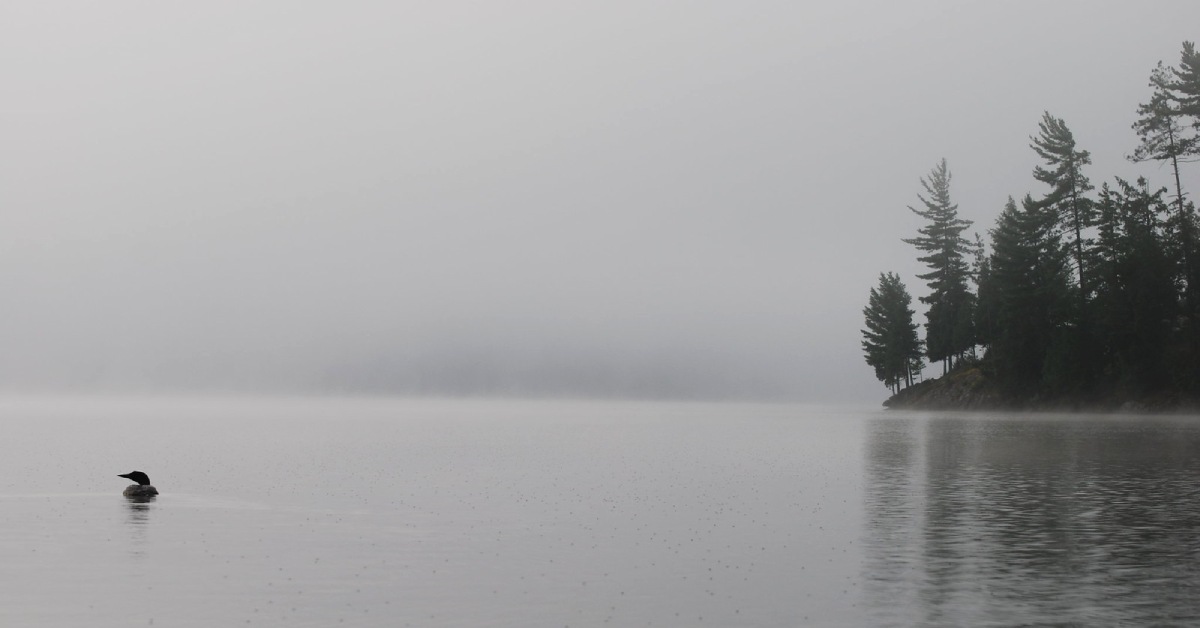 loon on a misty adirondack lake