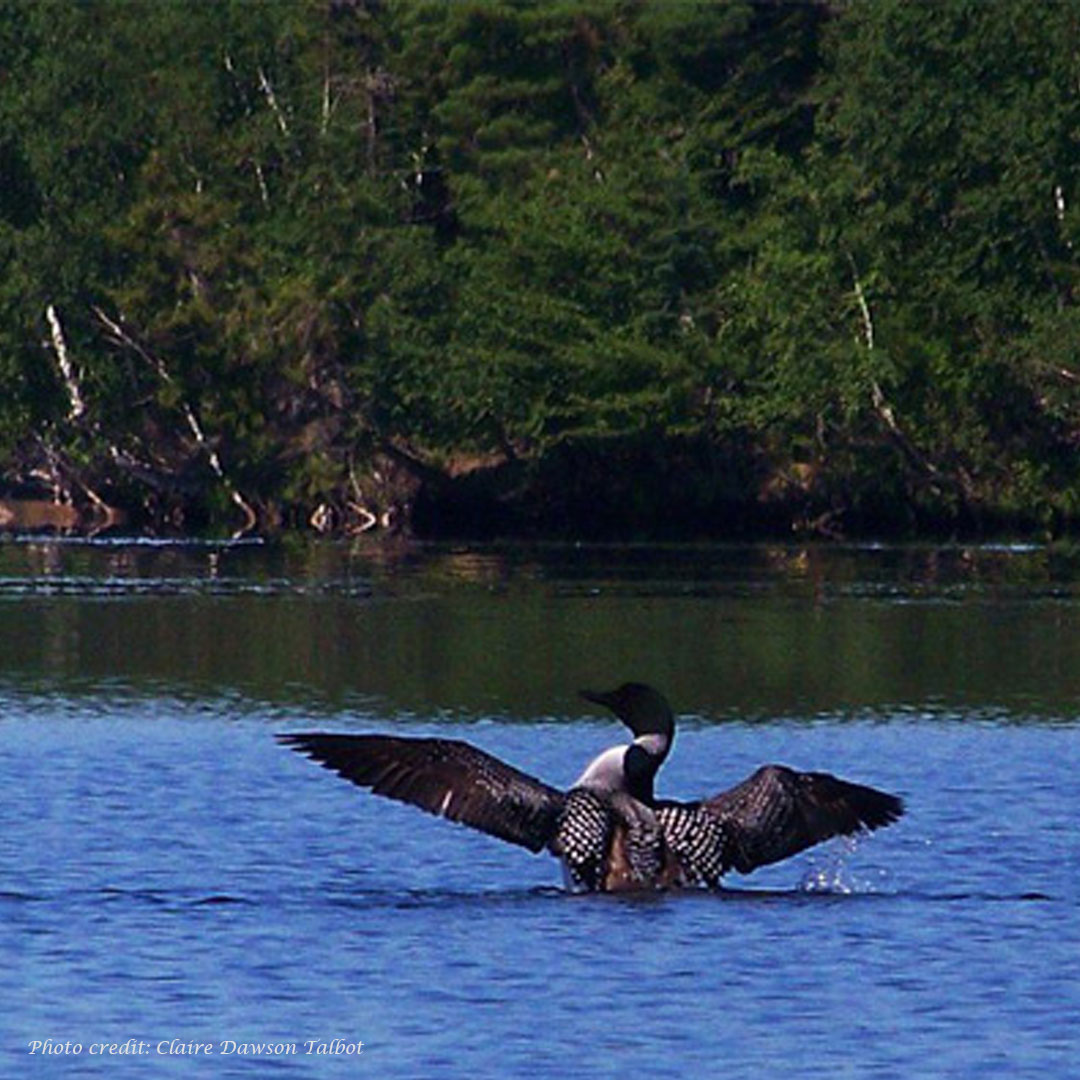 Adirondack Loons Hear Their Distinct Call & See Local Photos