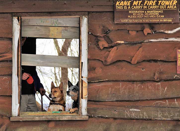 two dogs in window