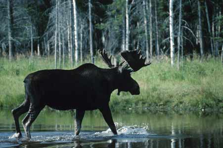 More Moose Sightings in Adirondacks