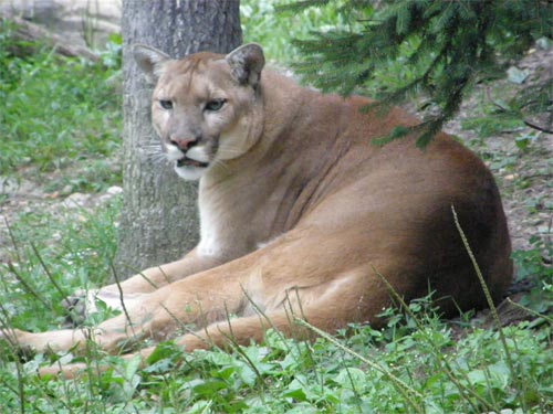 mountain lion