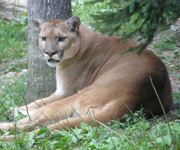 eastern puma size