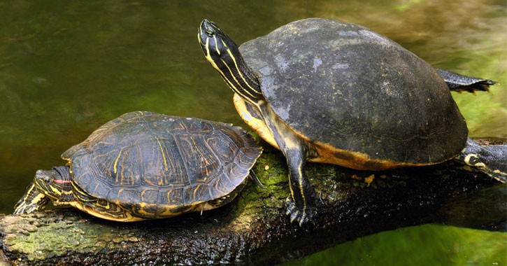 two turtles on a log