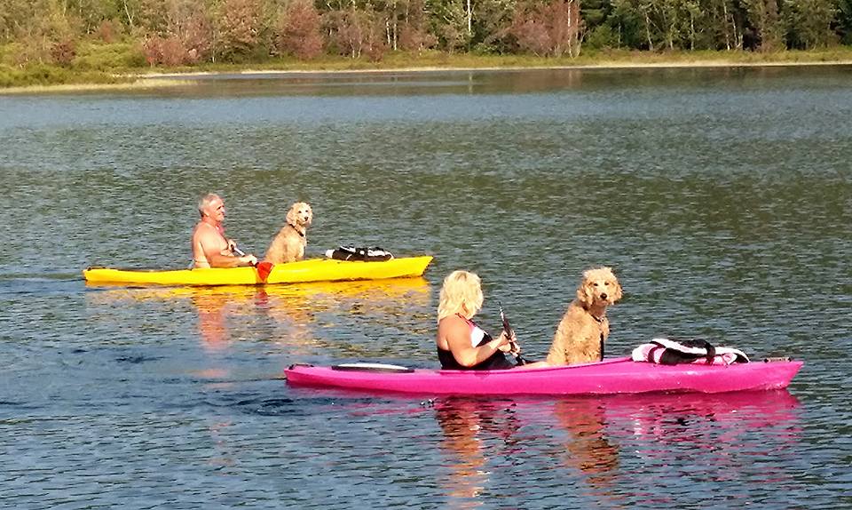 dogs in kayak adirondacks