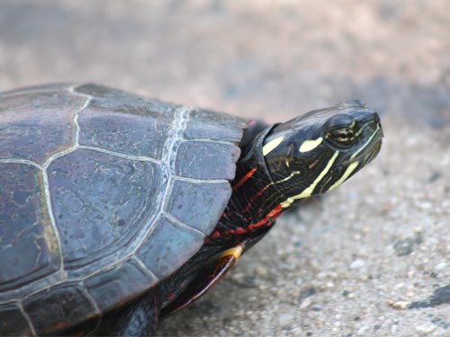 painted turtle