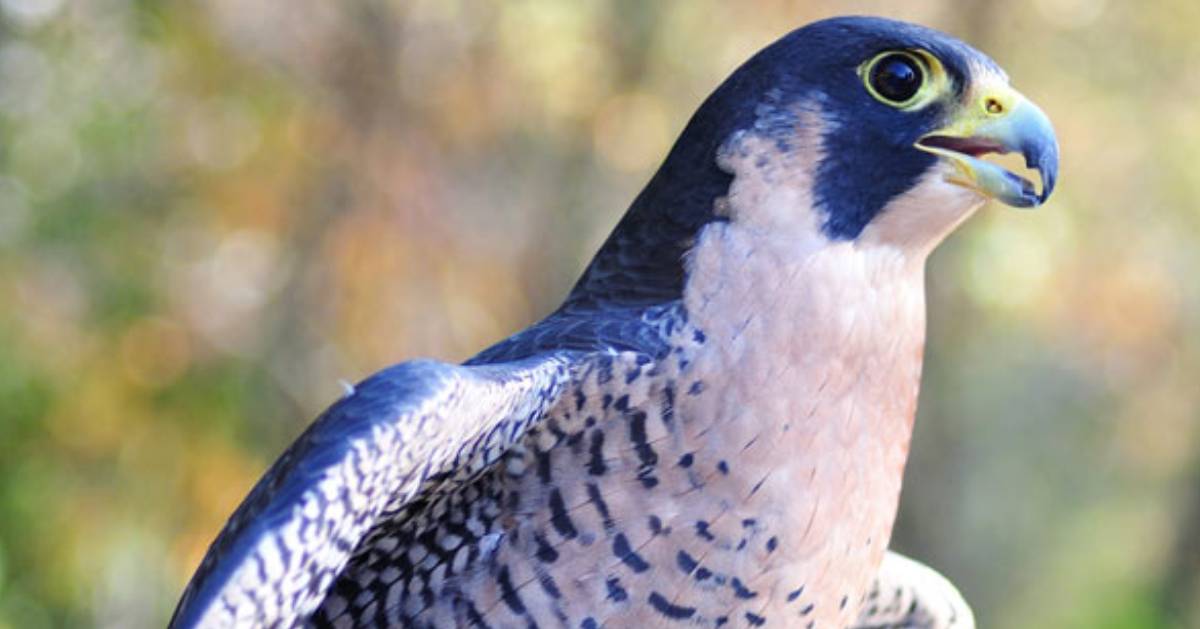 all about peregrine falcons