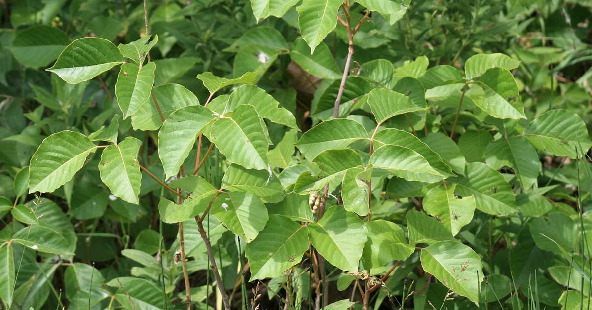 poison ivy plants