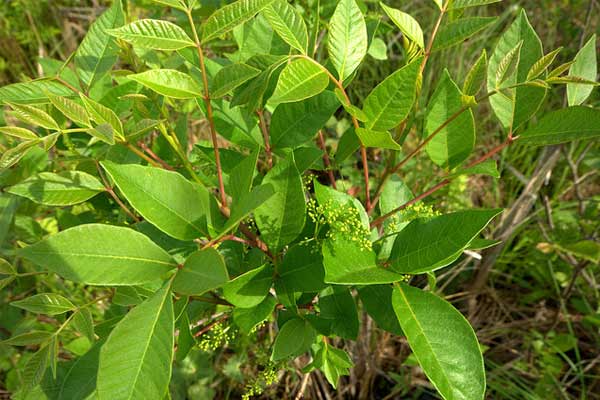 Poison sumac leaves