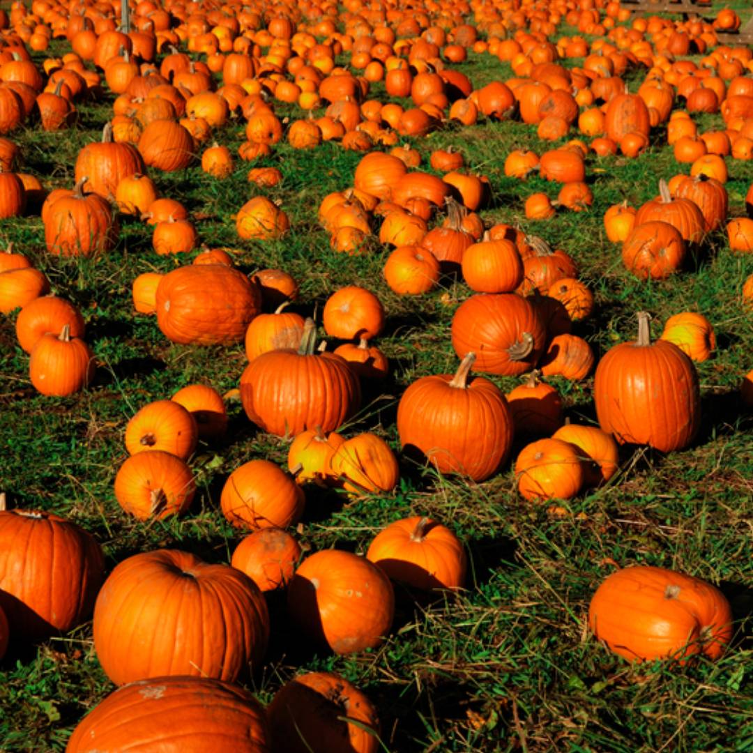 Find Adirondack Area Pumpkin Patches &amp; Corn Mazes