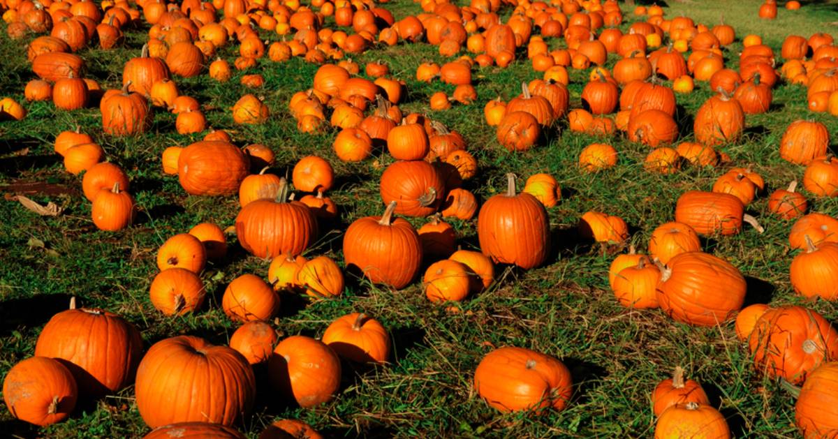 a bunch of pumpkins in a field