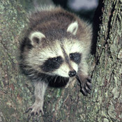 raccoon in the adirondacks